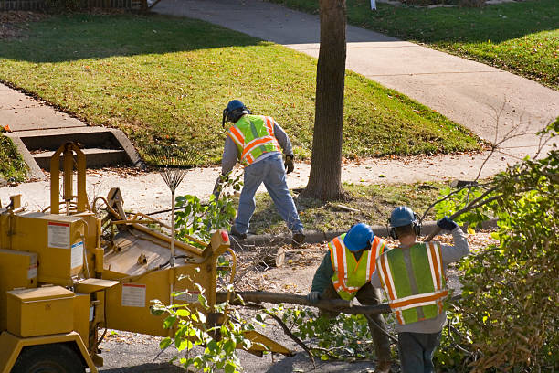 How Our Tree Care Process Works  in  Pierz, MN